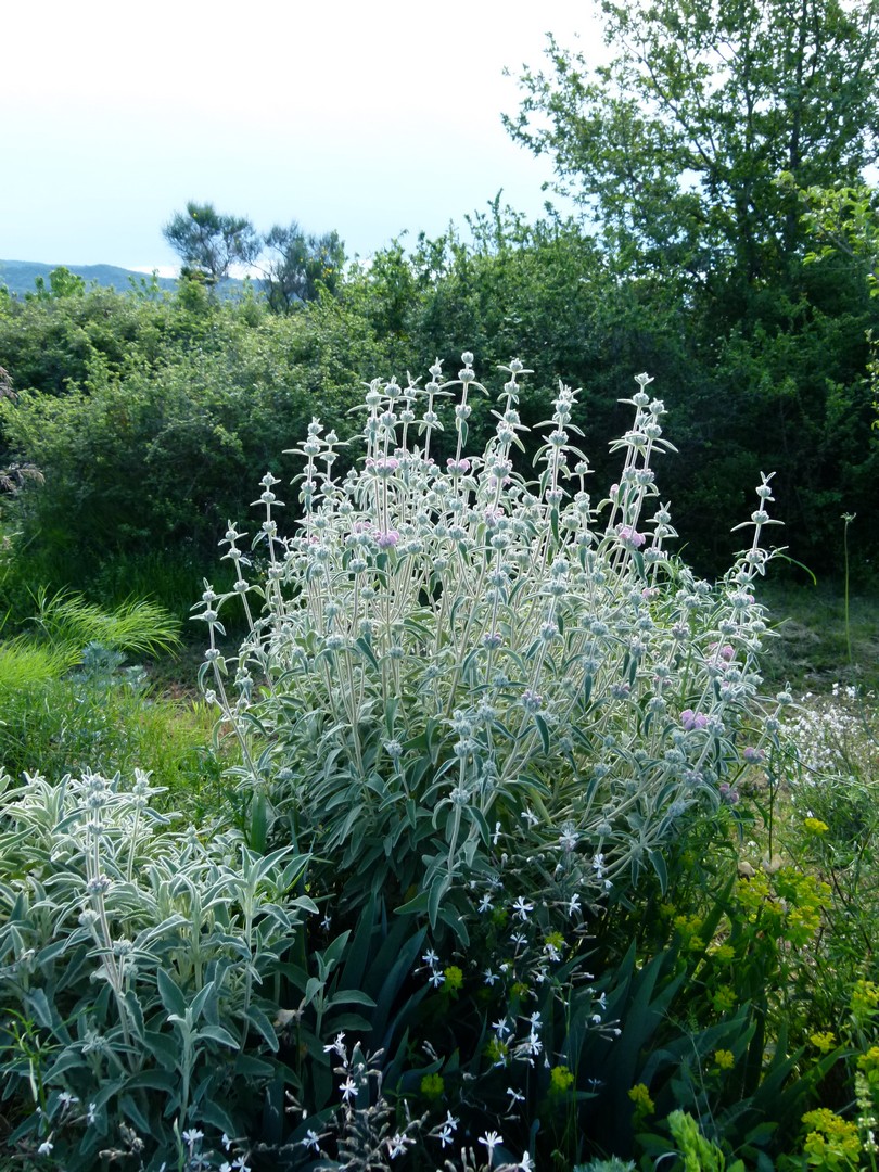 Achillea ligustica