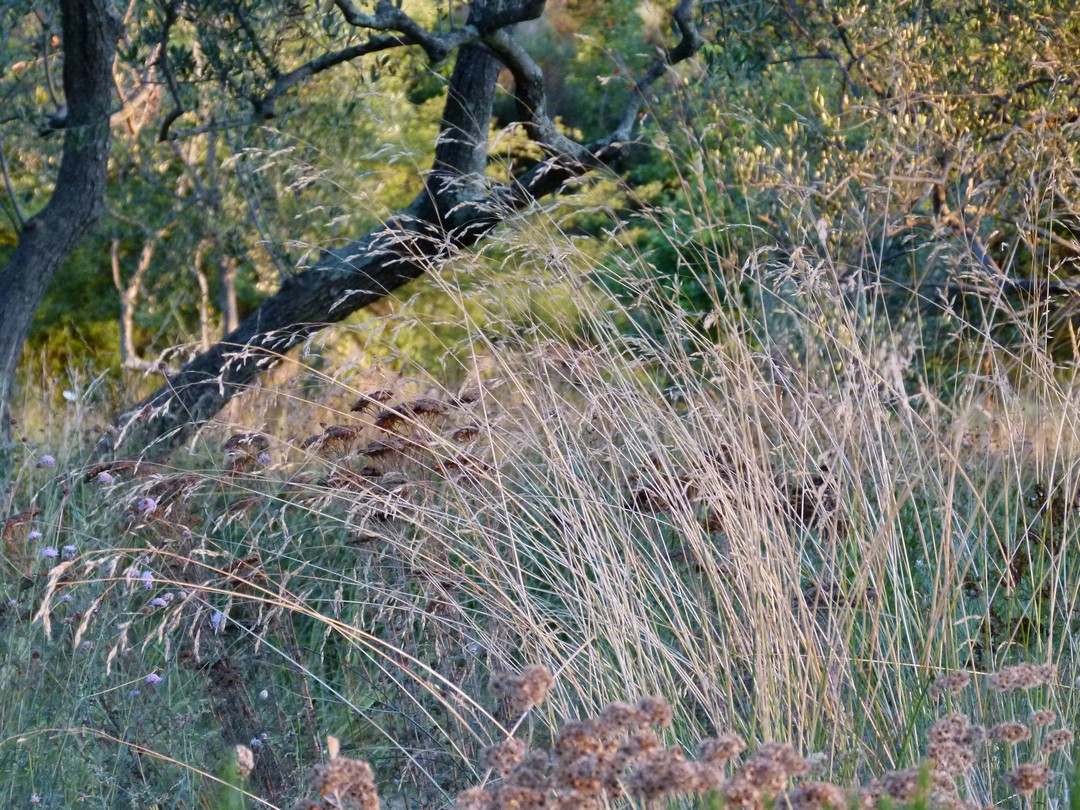 Achillea ligustica