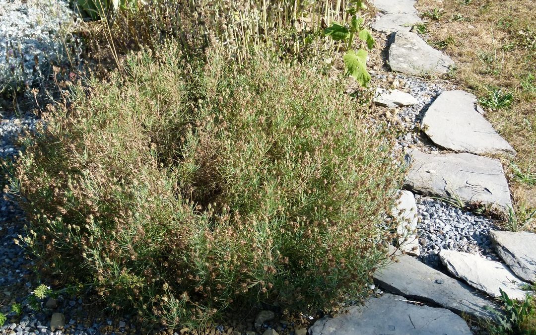 Plantago sempervirens