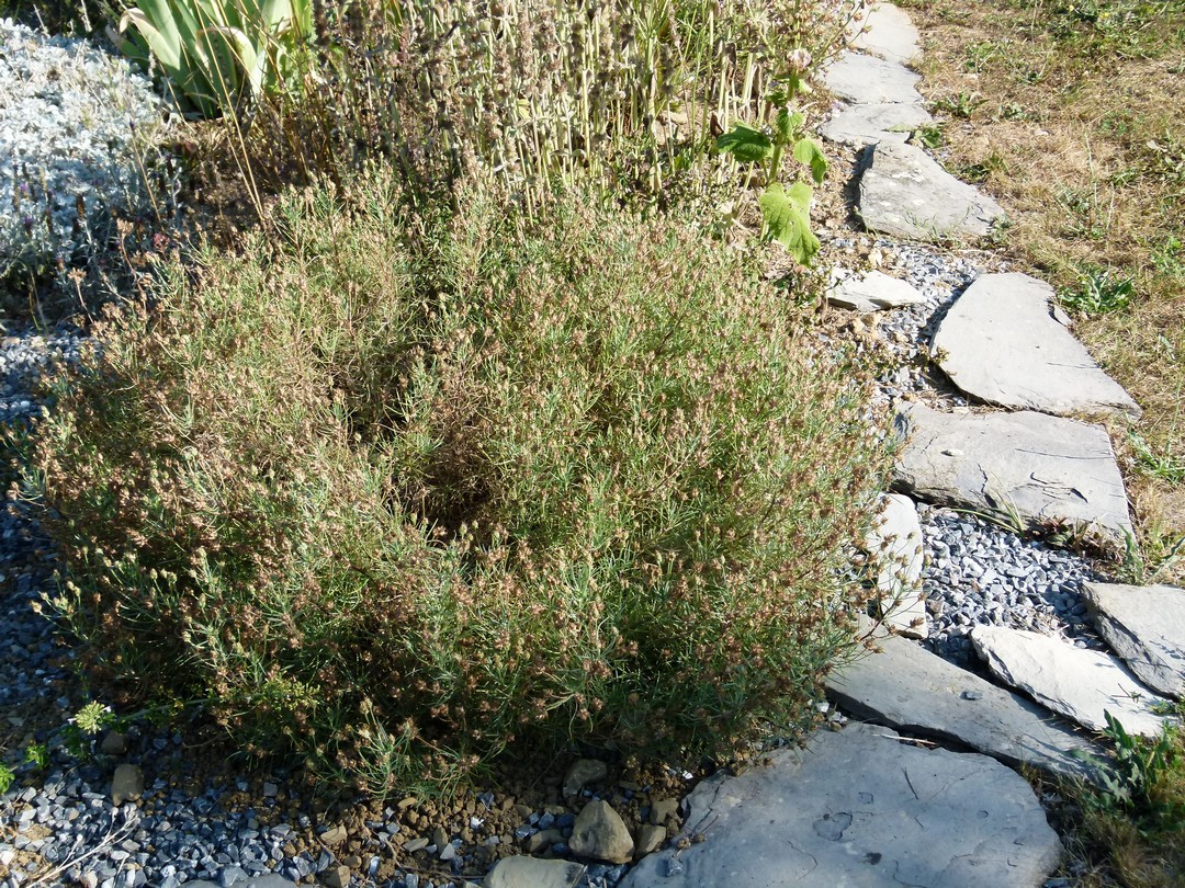 Achillea ligustica