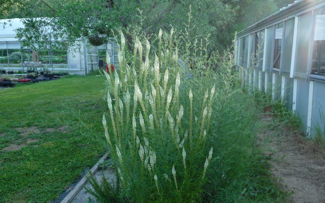 Reseda alba