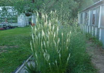 Reseda alba