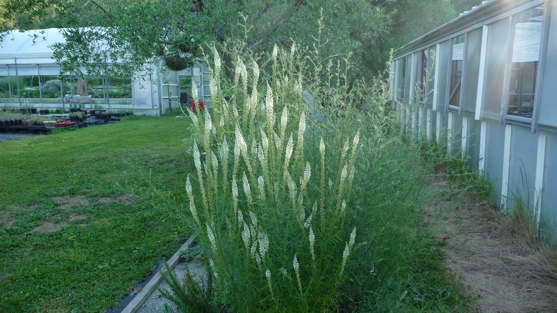 Achillea ligustica