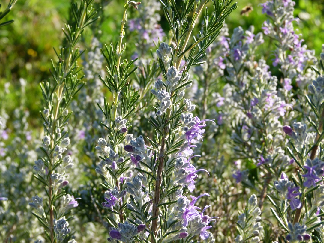 Rosmarinus officinalis 'Blue Rain’