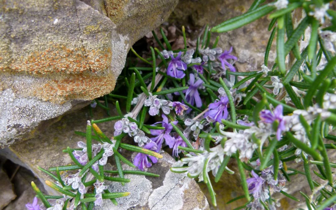 Rosmarinus officinalis ‘Cap Pertuso’