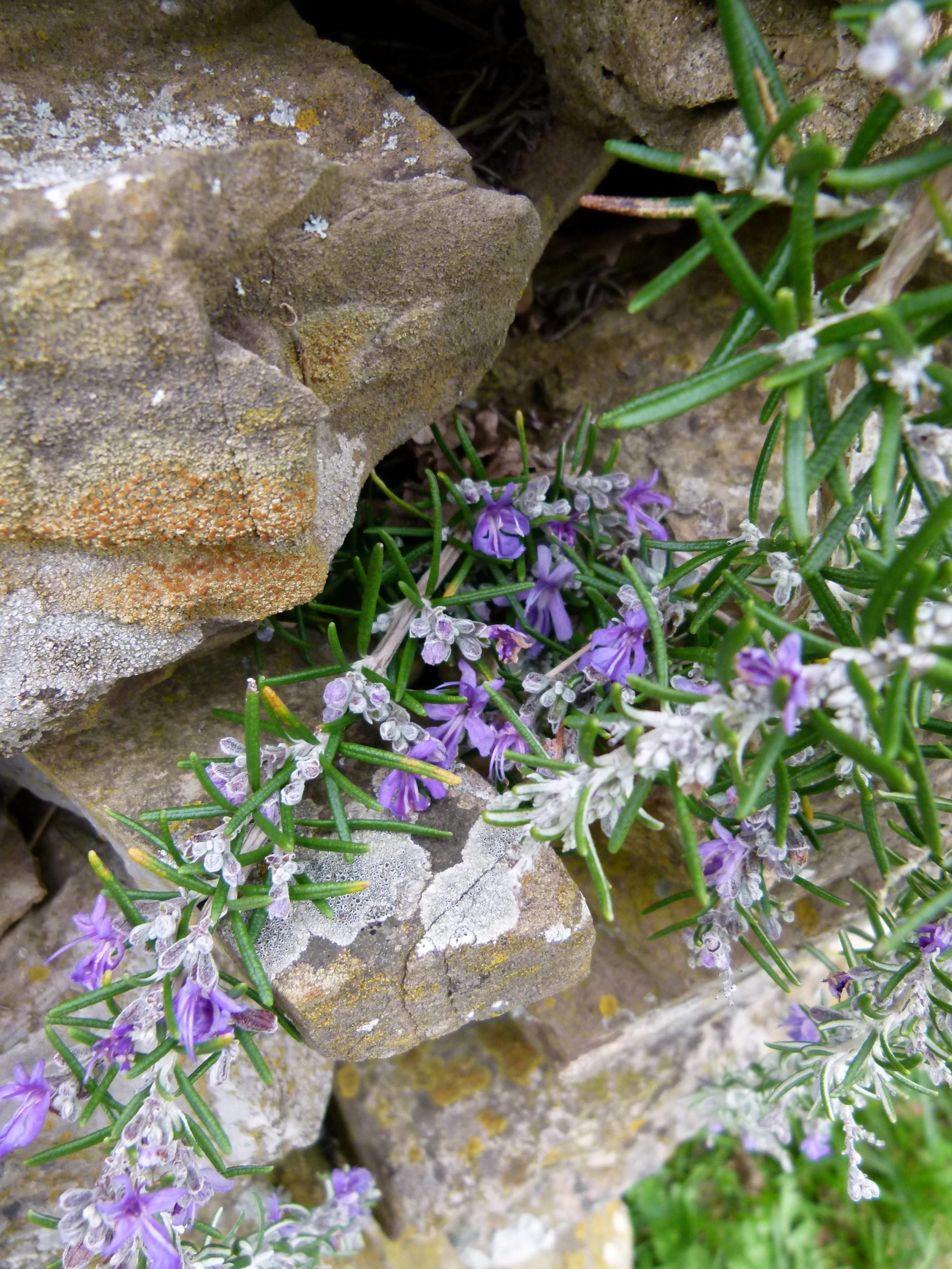 Rosmarinus officinalis 'Blue Rain’