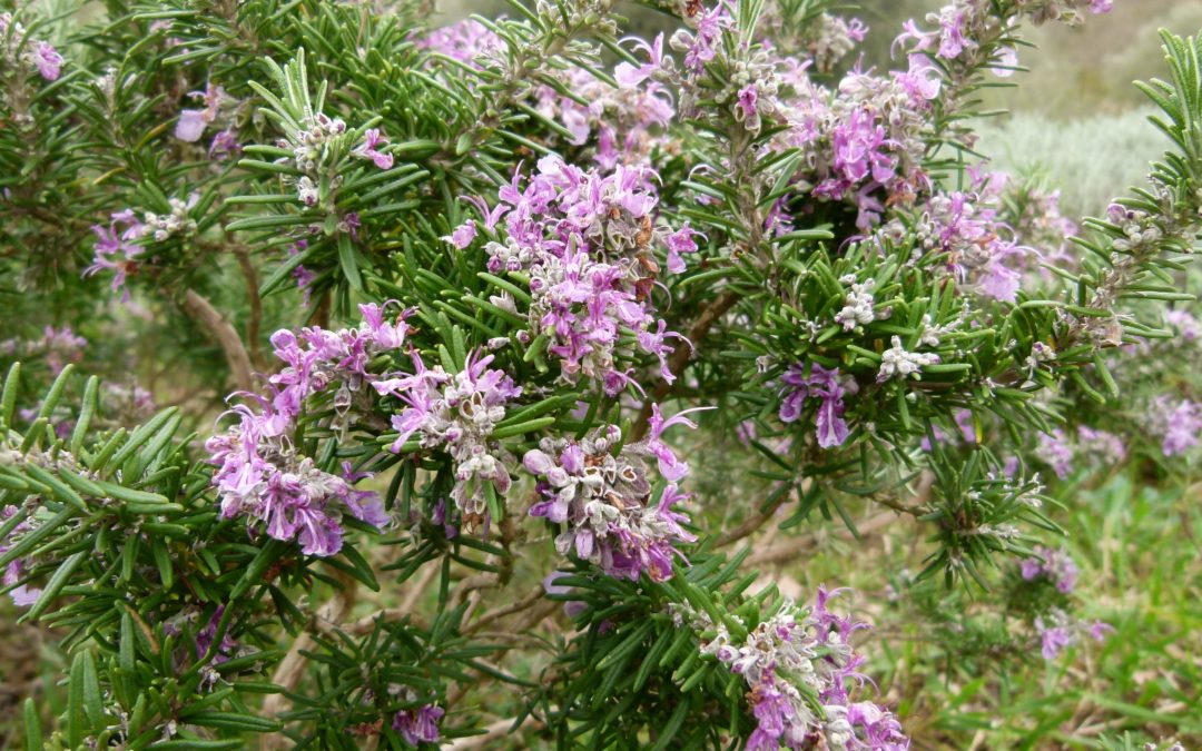 Rosmarinus officinalis ‘Rose de Corse’