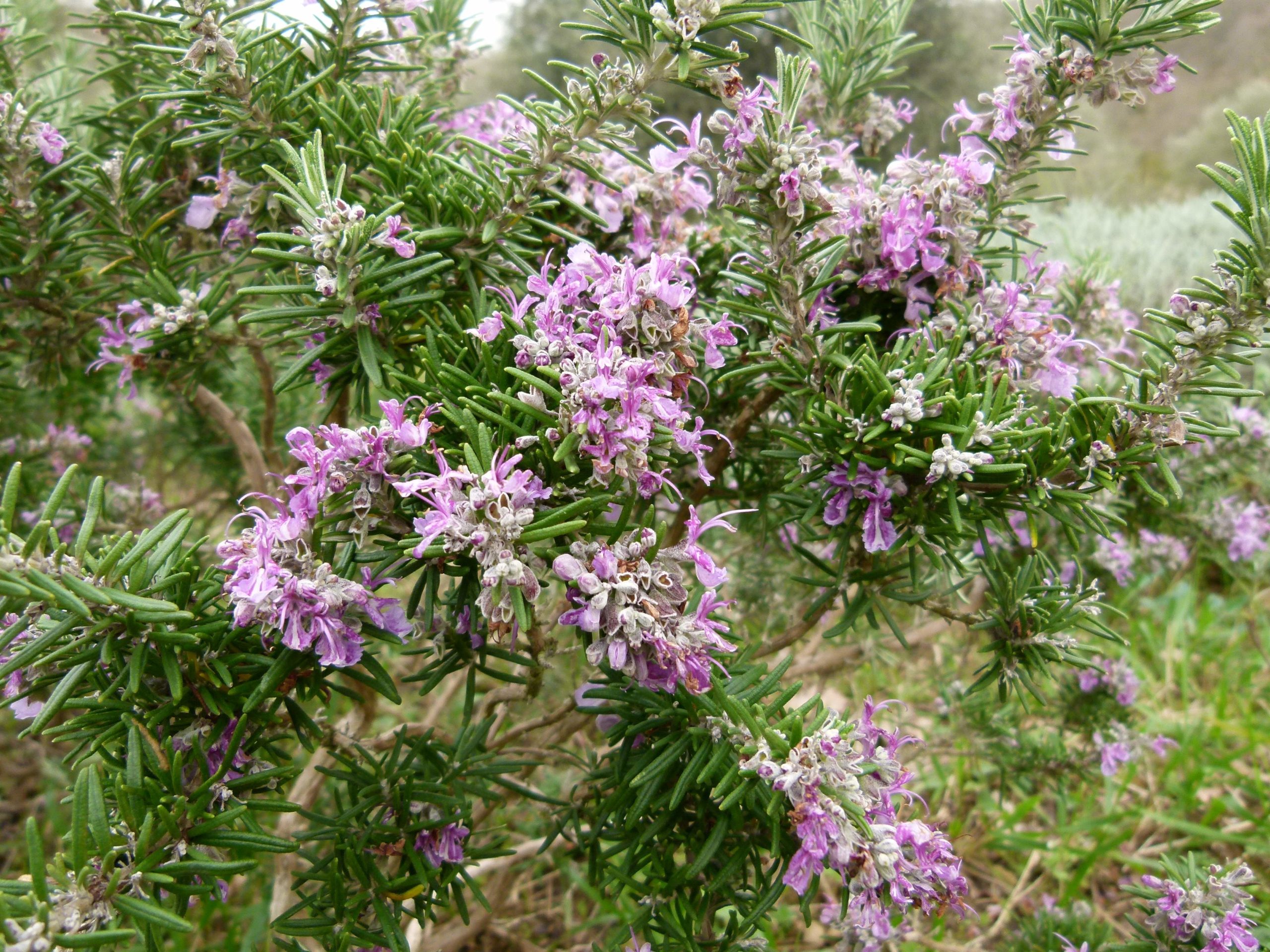 Rosmarinus officinalis 'Blue Rain’