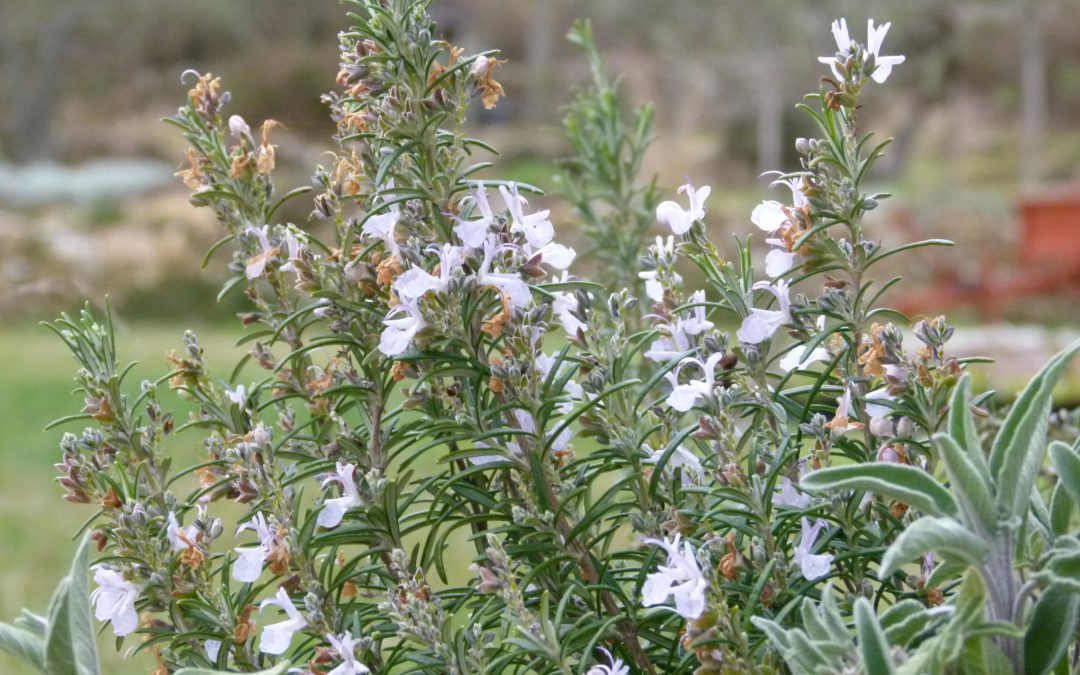 Rosmarinus officinalis ‘Vallon Obscur’