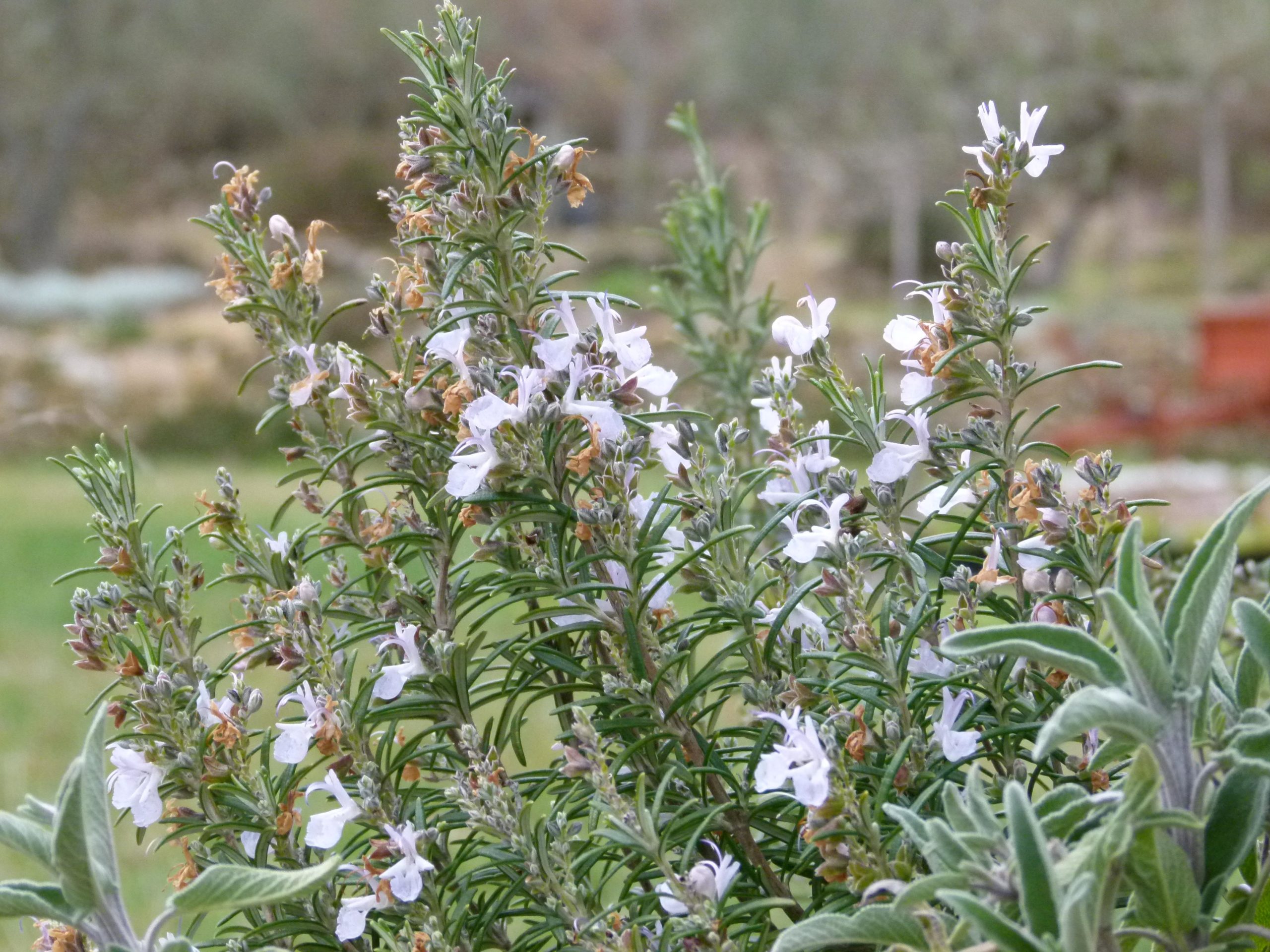 Rosmarinus officinalis 'Blue Rain’