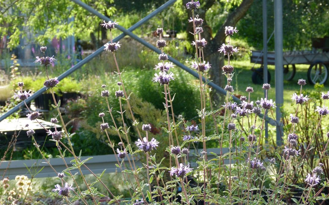 Salvia ‘Allen Chickering’