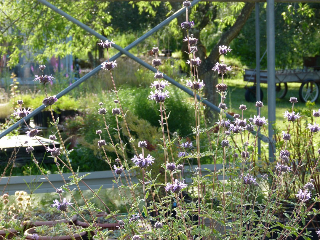 Rosmarinus officinalis 'Blue Rain’