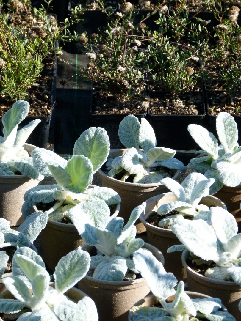 Rosmarinus officinalis 'Blue Rain’