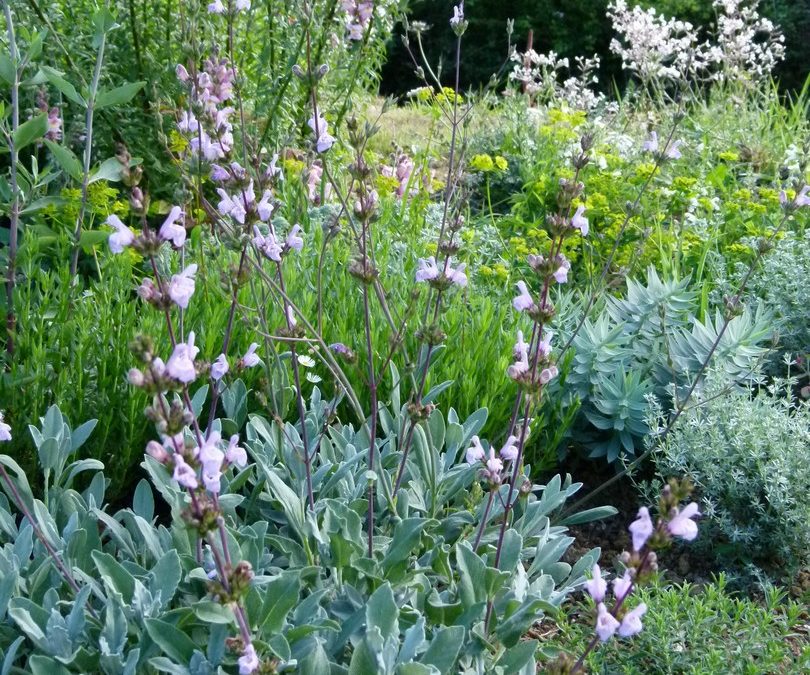 Salvia blancoana subsp vellerea