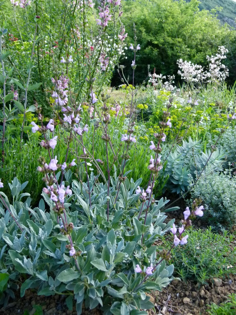 Rosmarinus officinalis 'Blue Rain’