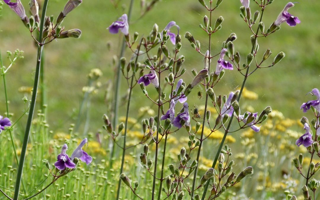 Salvia candelabrum