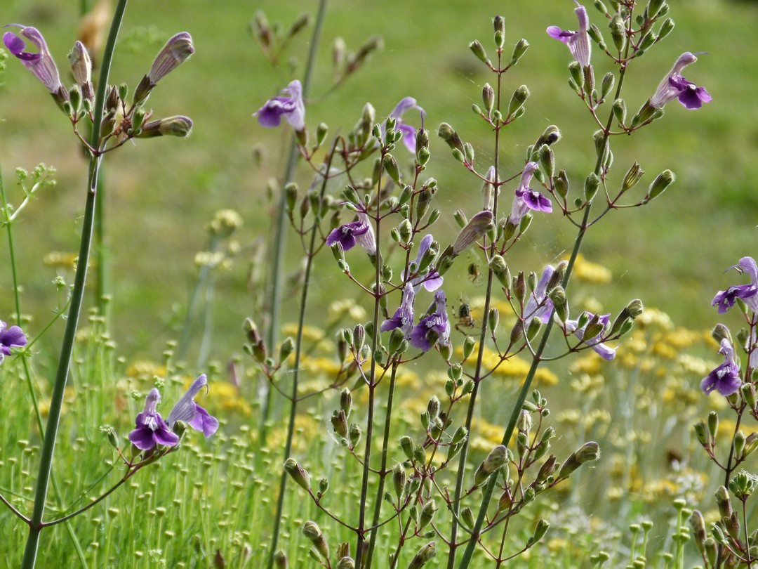 Rosmarinus officinalis 'Blue Rain’