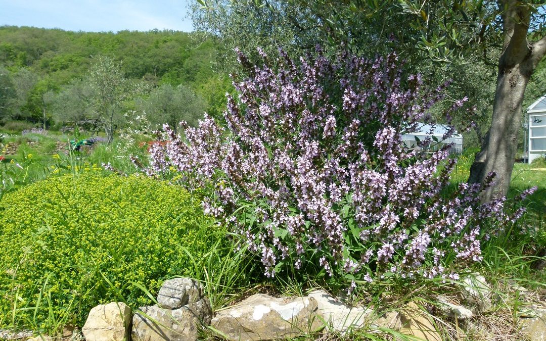 Salvia officinalis ‘Rosea’