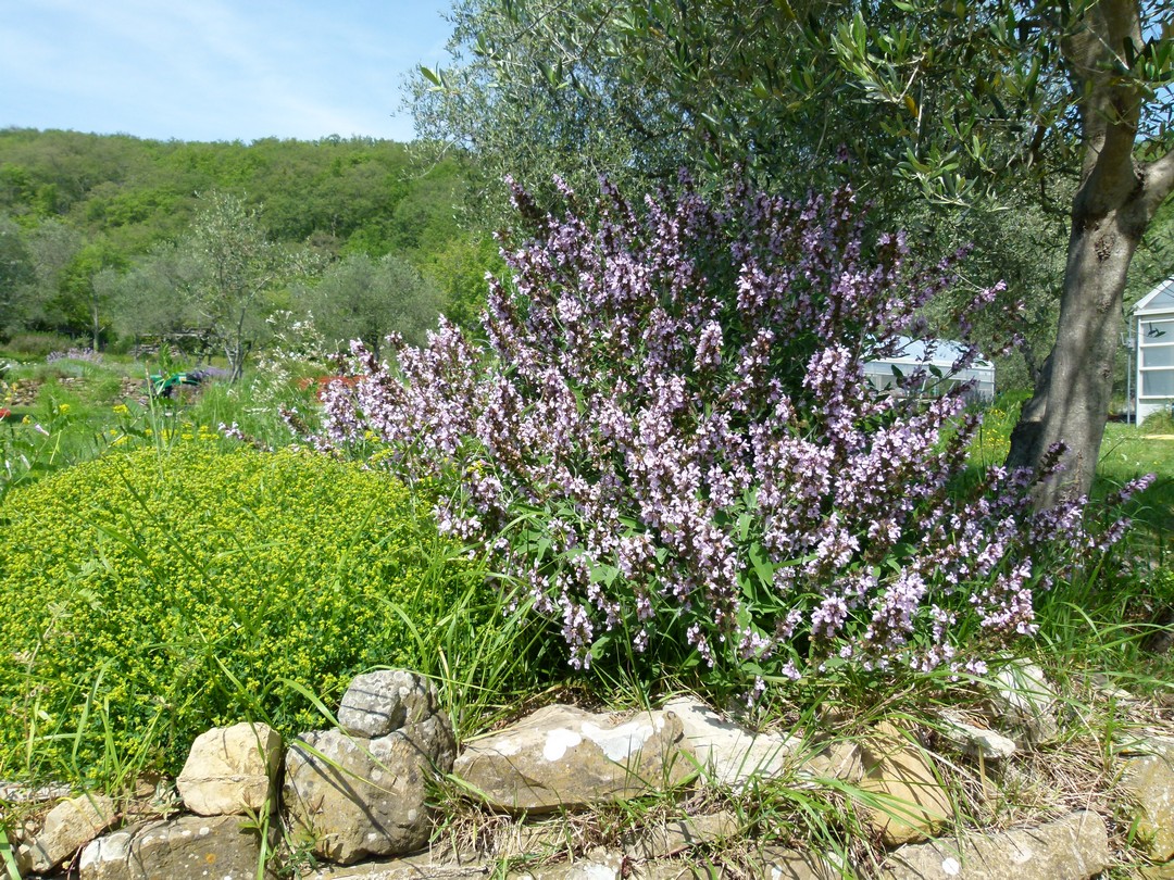 Rosmarinus officinalis 'Blue Rain’