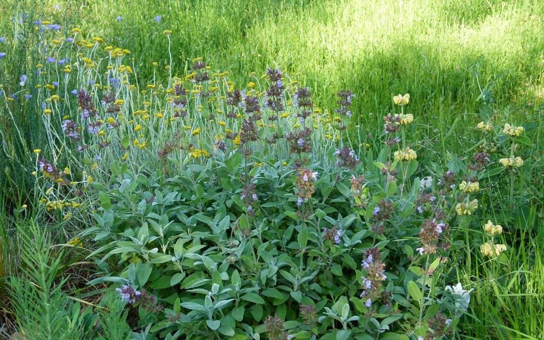 Salvia x auriculata