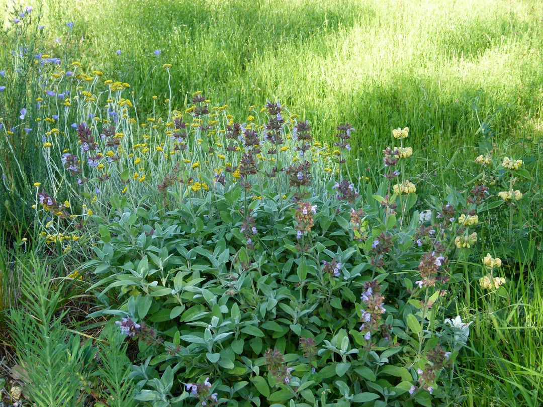 Rosmarinus officinalis 'Blue Rain’