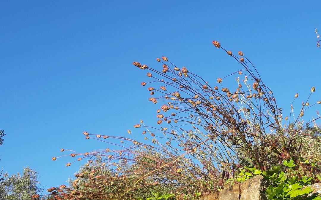 Sanguisorba minor