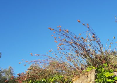 Sanguisorba minor