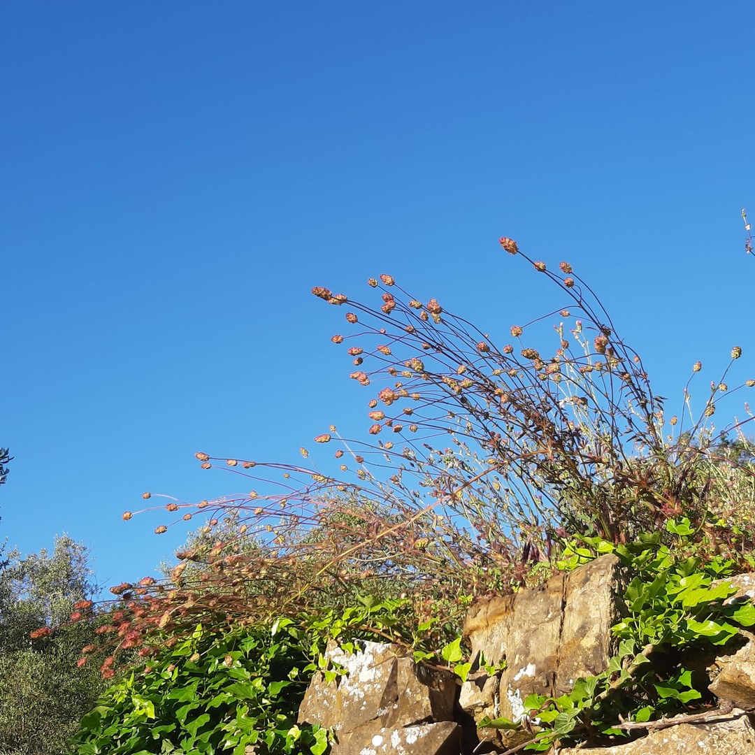 Achillea ligustica