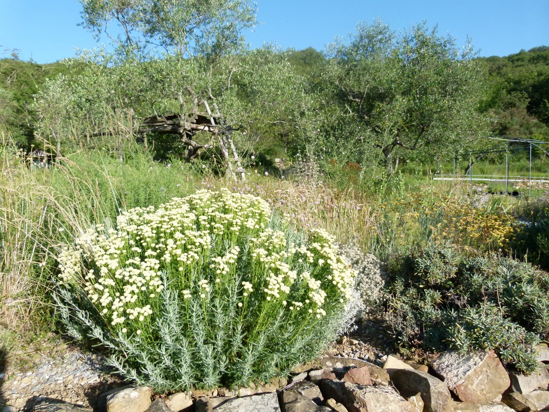 Achillea ligustica