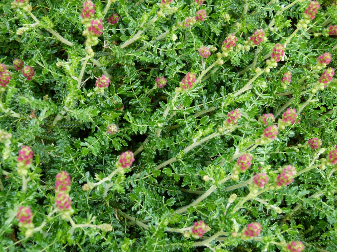 Achillea ligustica