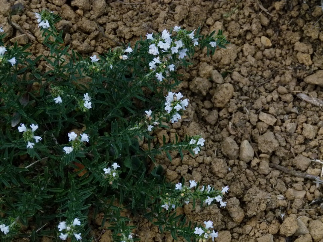 Achillea ligustica