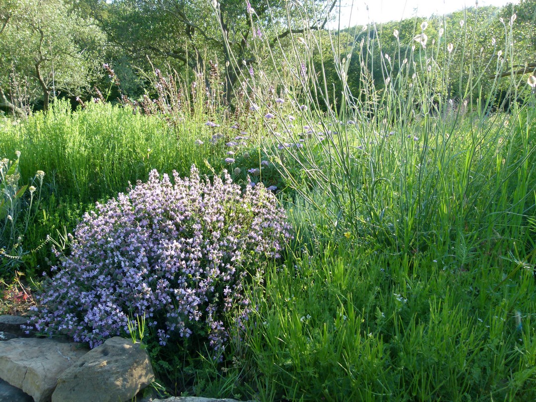 Achillea ligustica