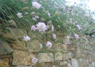 Scabiosa atropurpurea