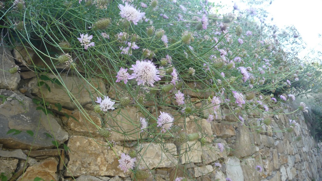 Scabiosa atropurpurea