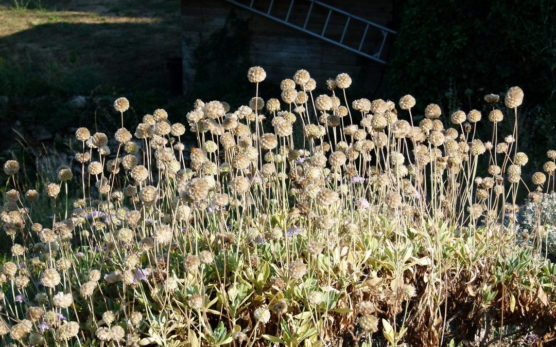 Scabiosa cretica