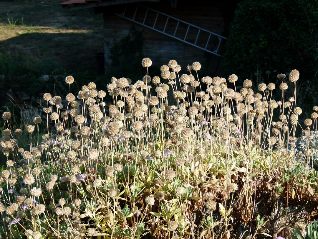 Achillea ligustica