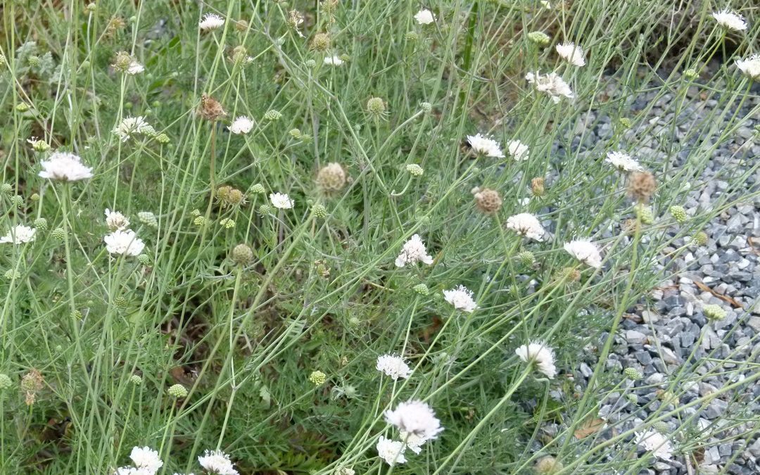 Scabiosa ochroleuca