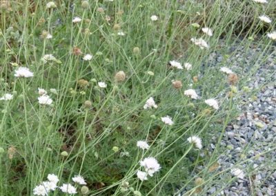 Scabiosa ochroleuca