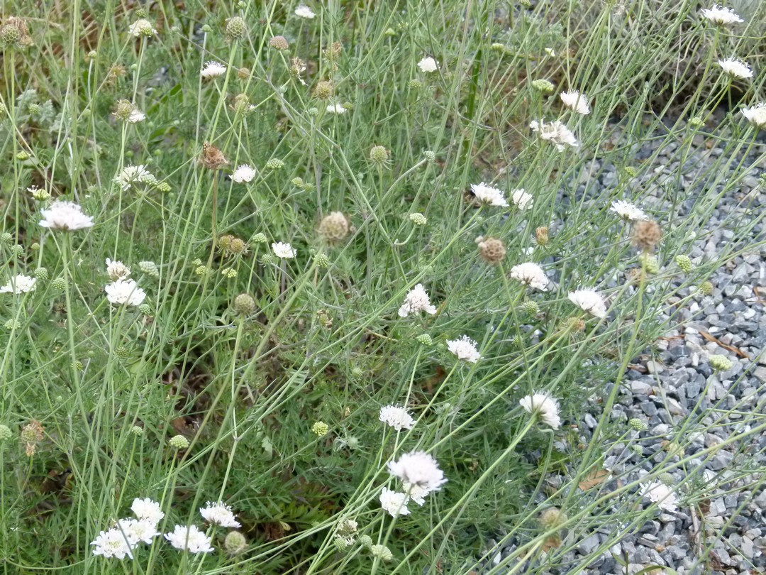 Achillea ligustica