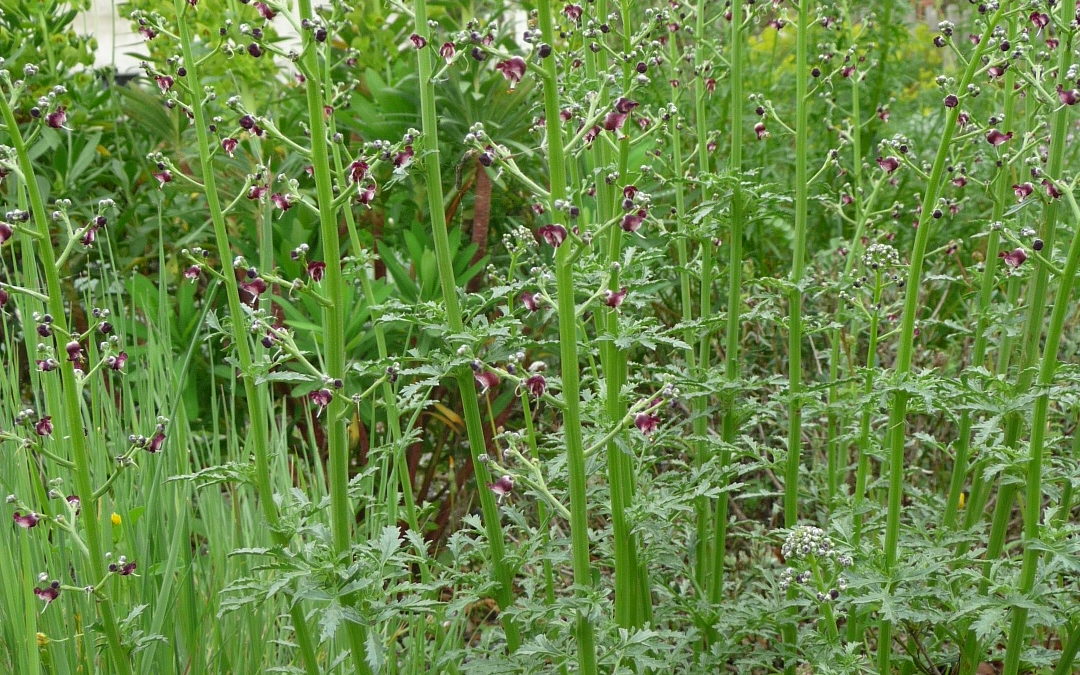 Scrophularia canina