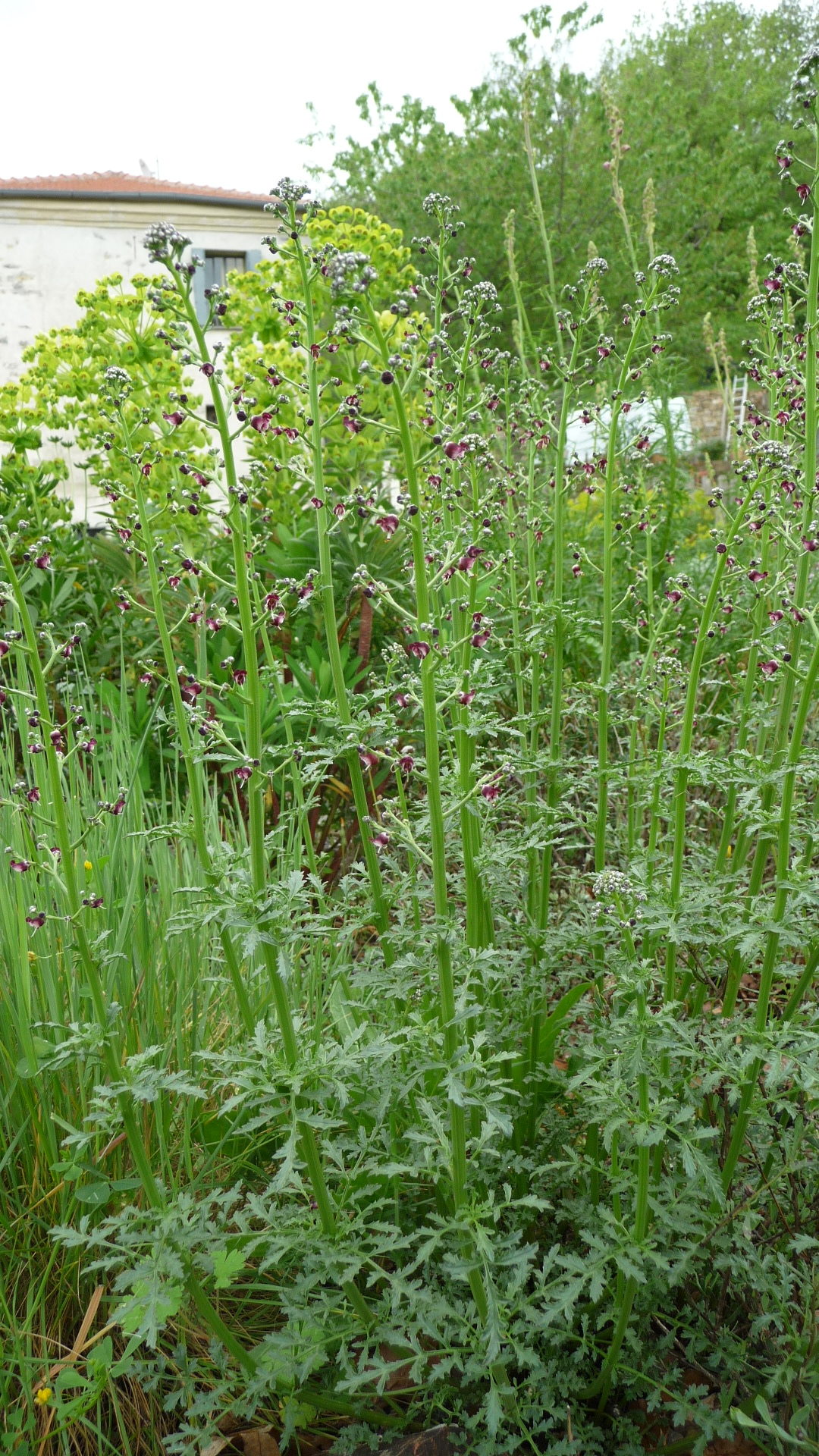 Achillea ligustica