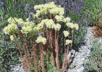 Sedum sediforme