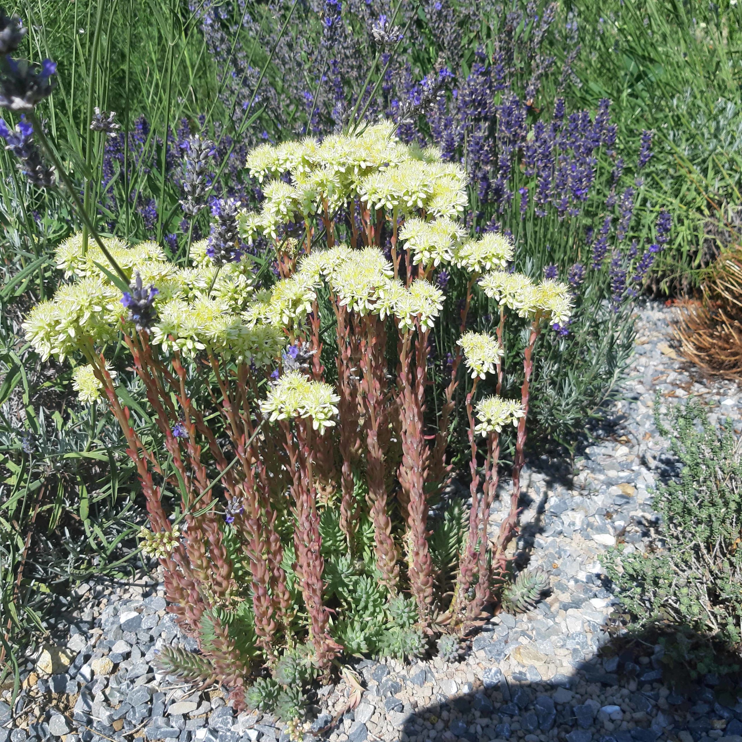 Achillea ligustica