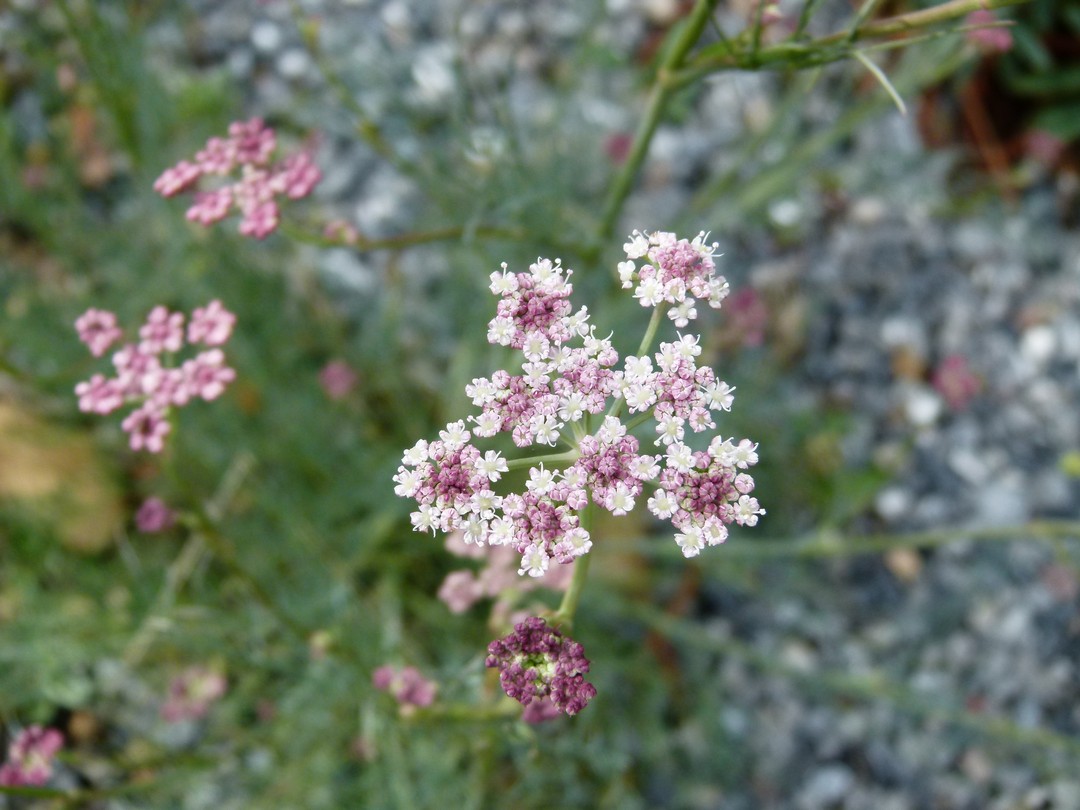 Achillea ligustica