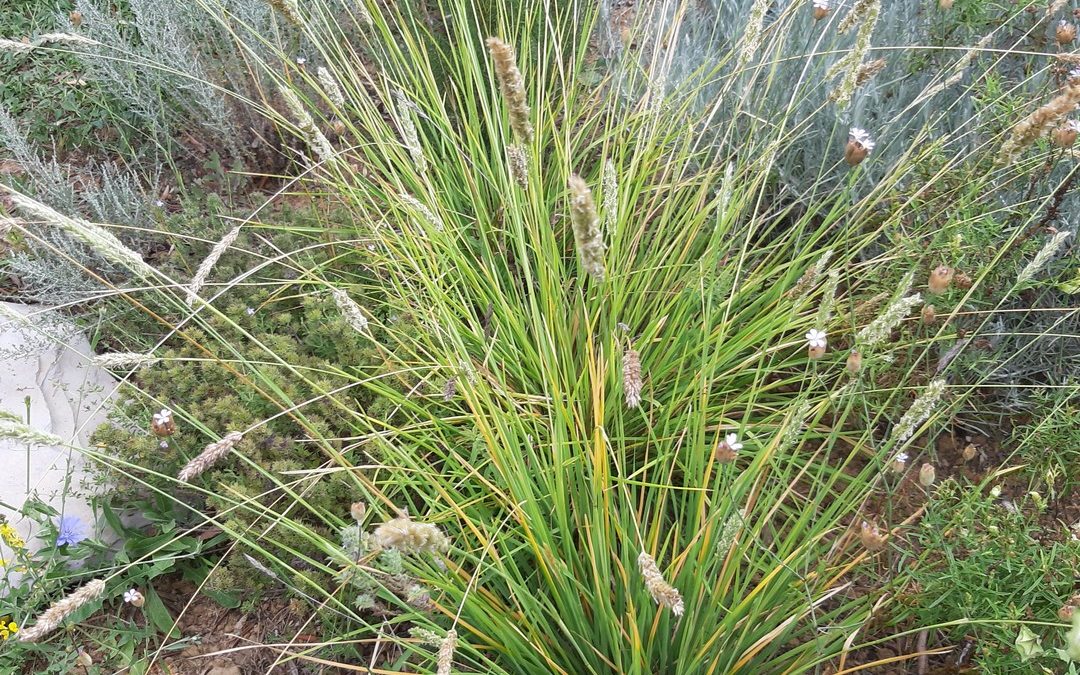 Sesleria autumnalis