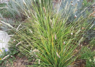 Sesleria autumnalis