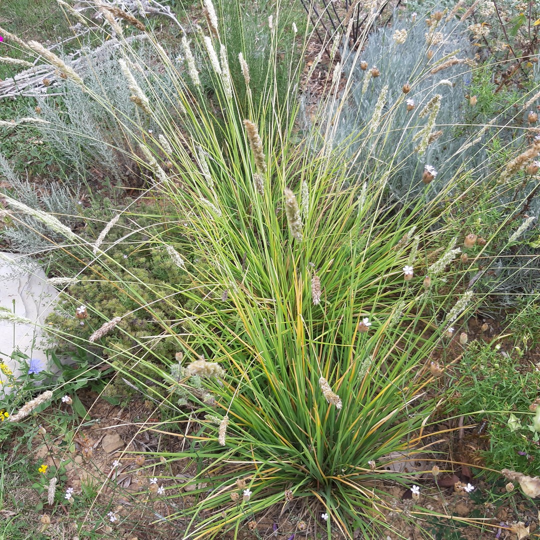 Achillea ligustica