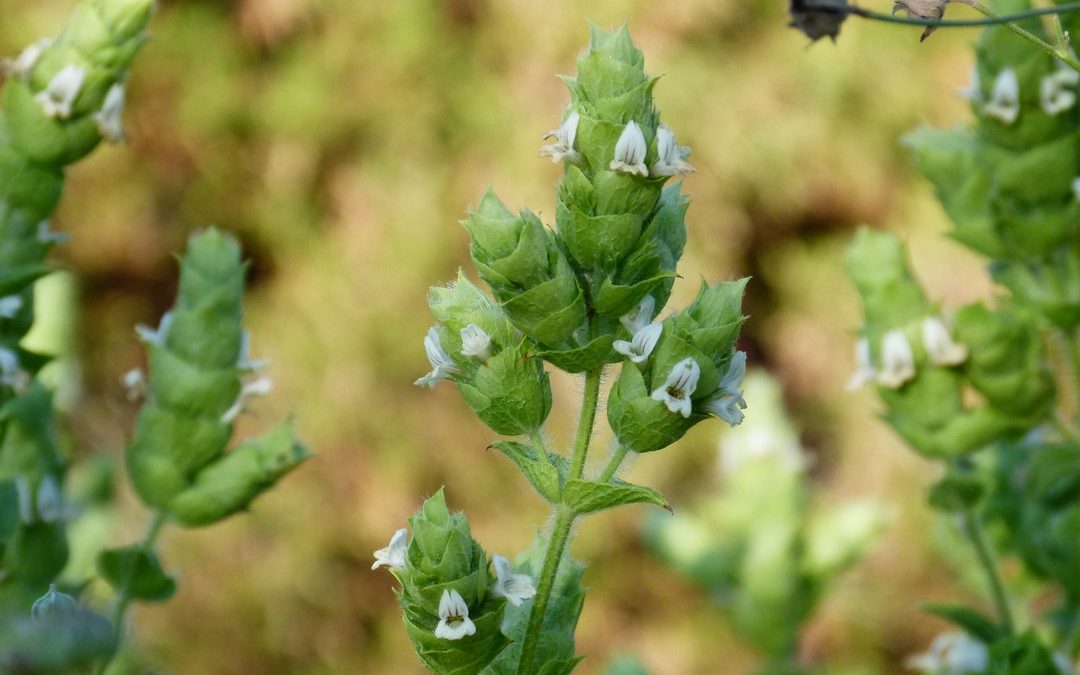 Sideritis perfoliata