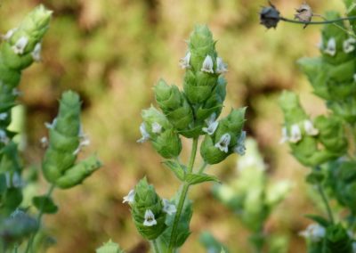 Sideritis perfoliata