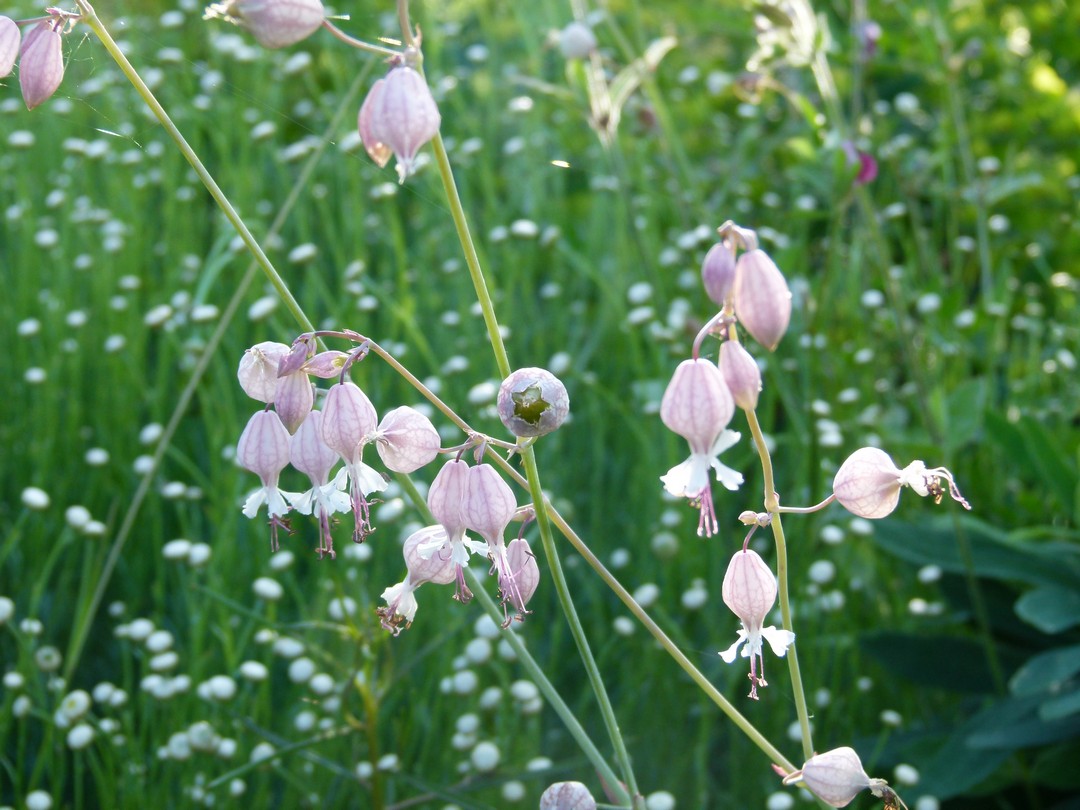 Achillea ligustica